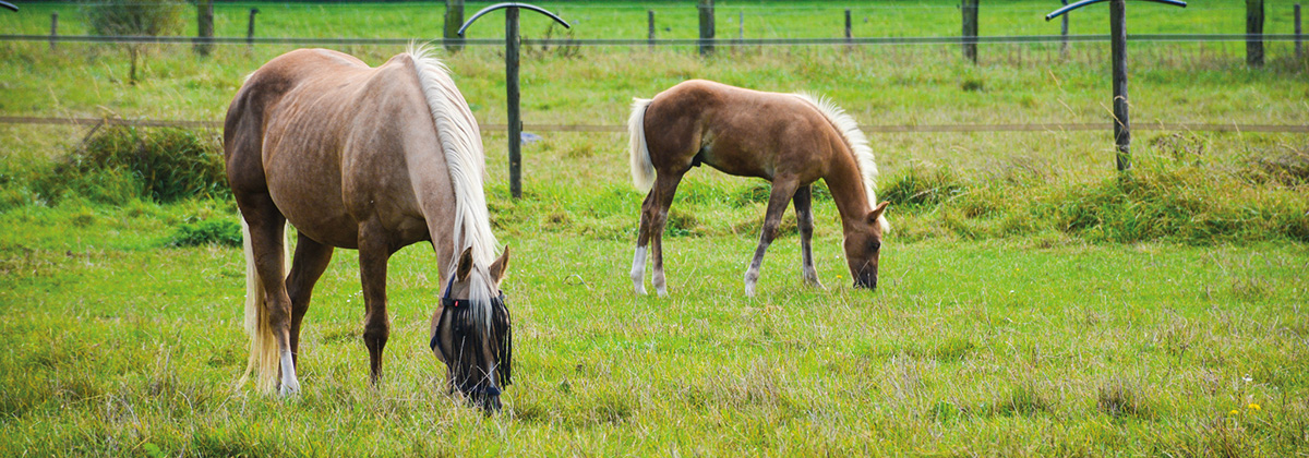 Paardenpension